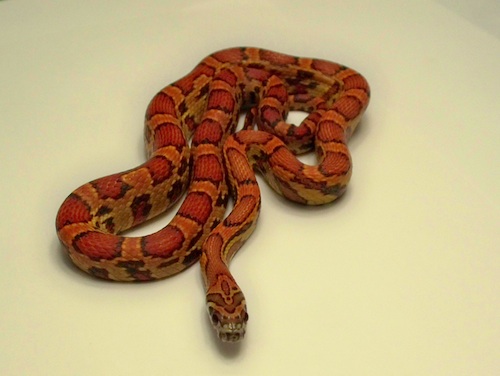 Sunkissed Corn Snake For Sale, Sunkissed Corn Snake For Sale Near Me, Sunkissed Corn Snake For Sale Cheap, Sunkissed Corn Snake For Sale Europe, Sunkissed Corn Snake For Sale Uk, Baby Sunkissed Corn Snake For Sale